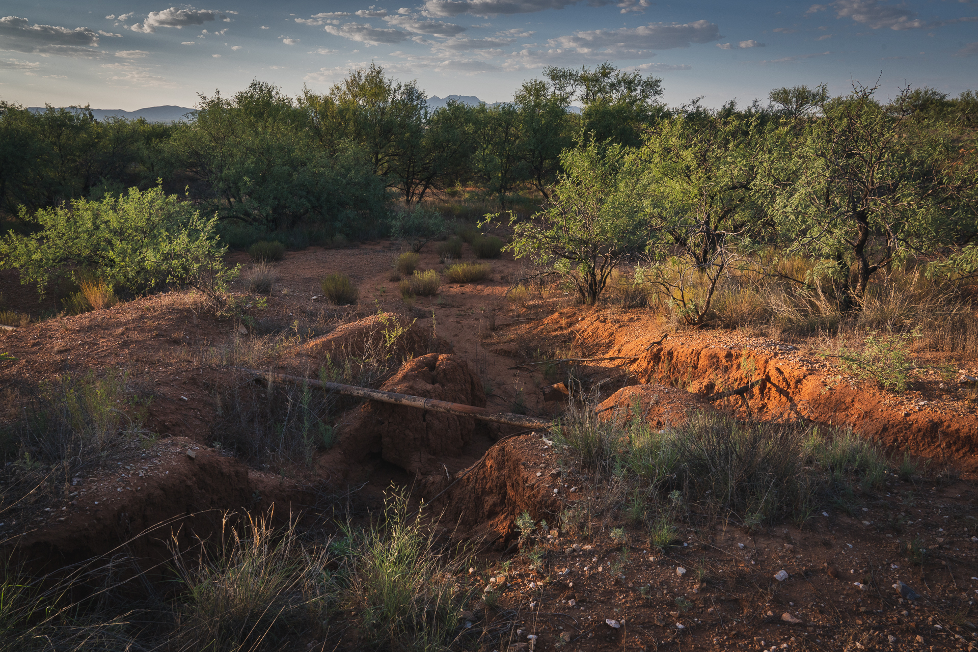 Mheim_AUD_MBobwhite-0179