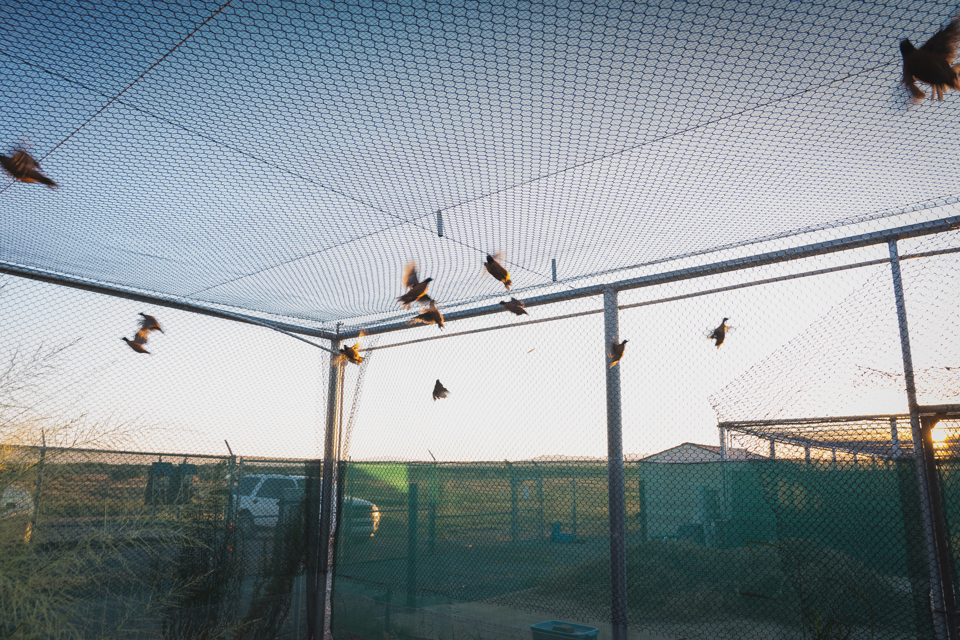 Mheim_AUD_MBobwhite-0358