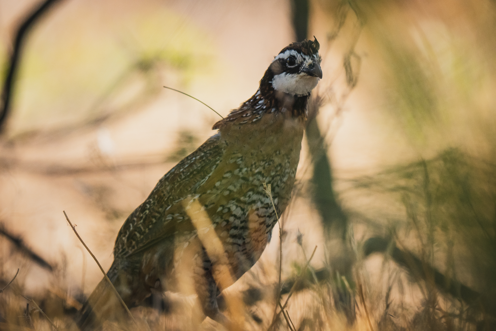 Mheim_AUD_MBobwhite-7138