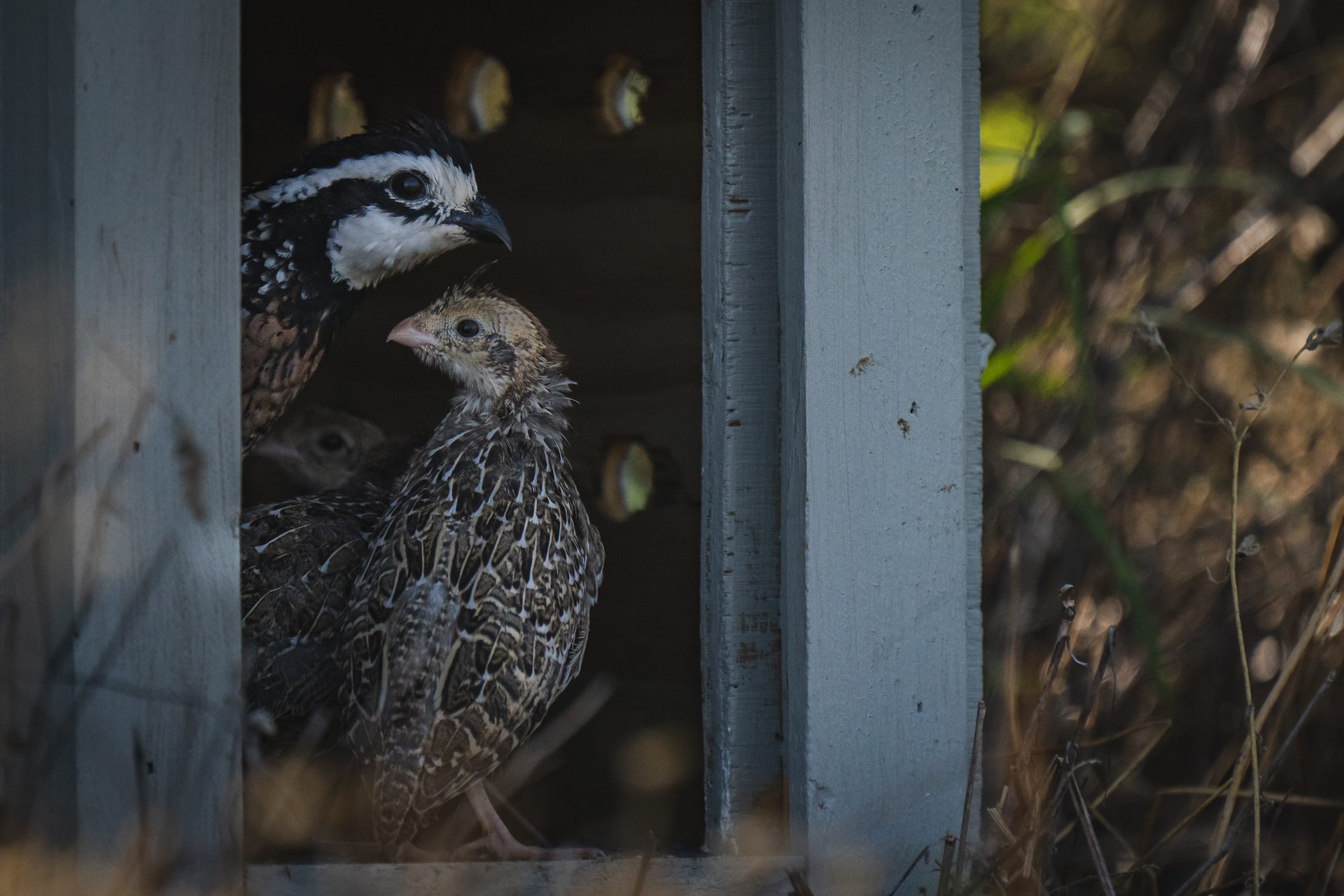 Mheim_AUD_MBobwhite-7216