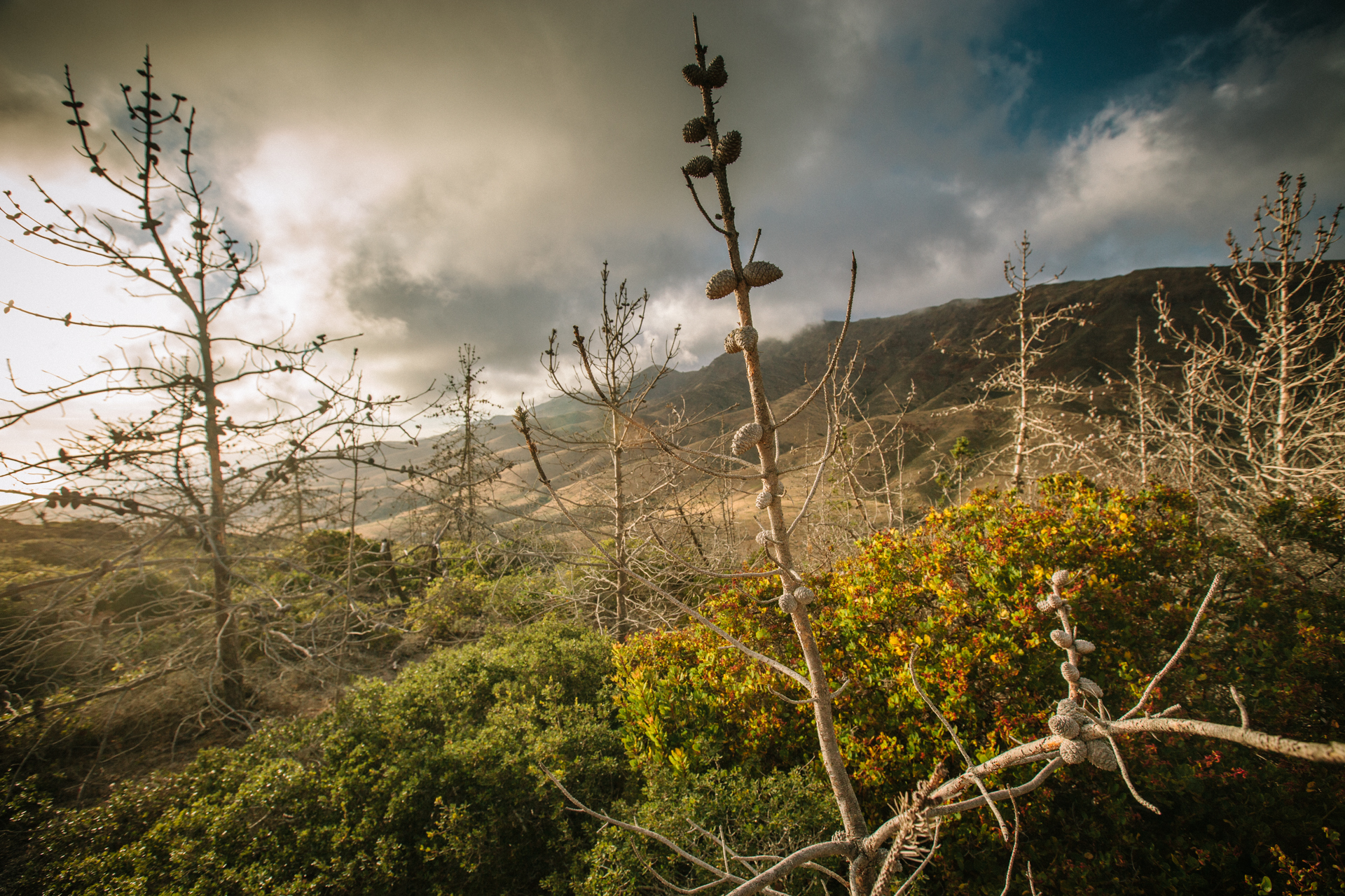 NCM 16006 Island Scrub Jays and Climate