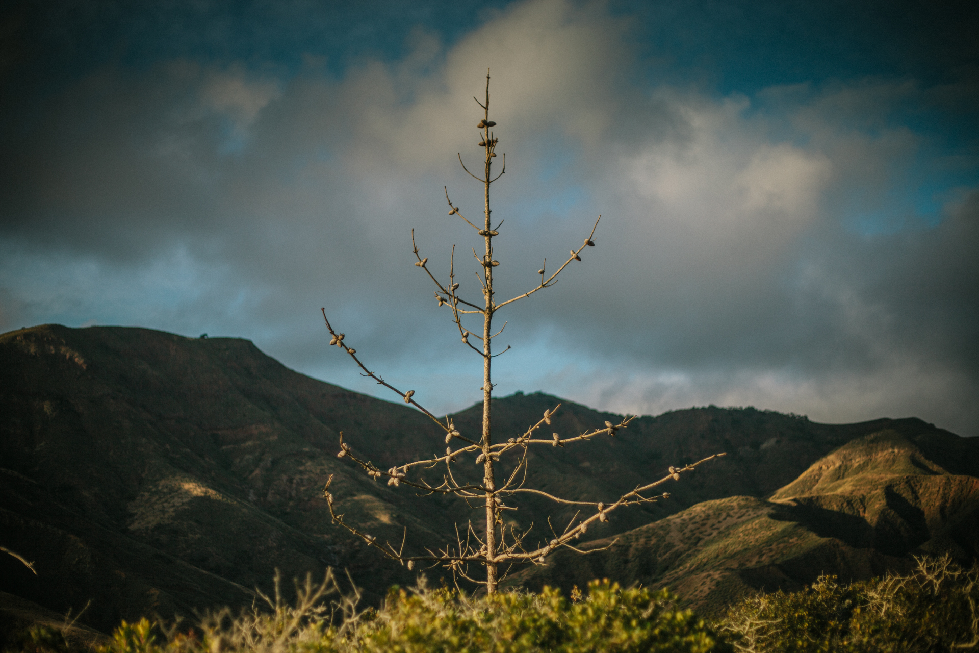 NCM 16006 Island Scrub Jays and Climate