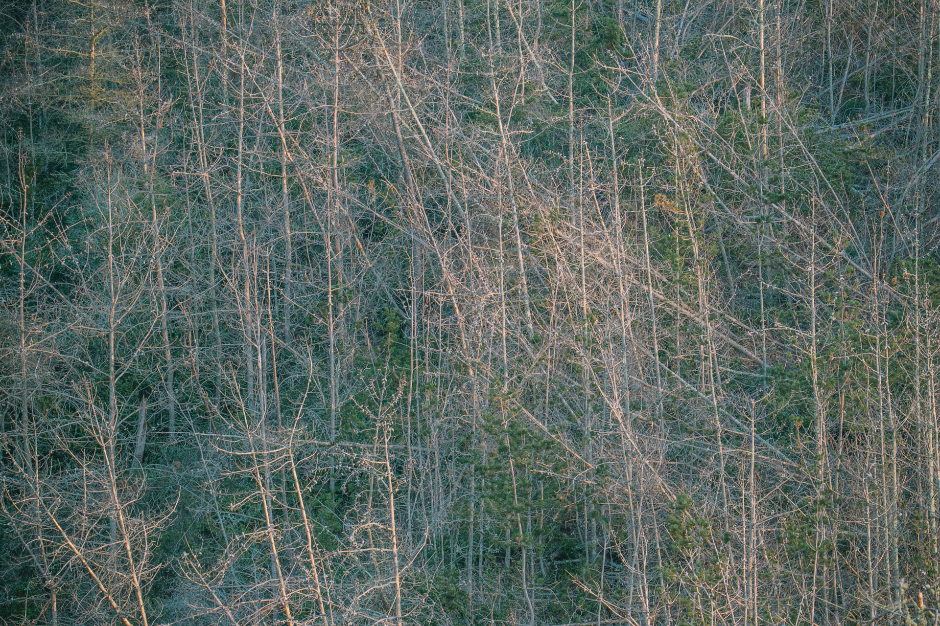 NCM 16006 Island Scrub Jays and Climate