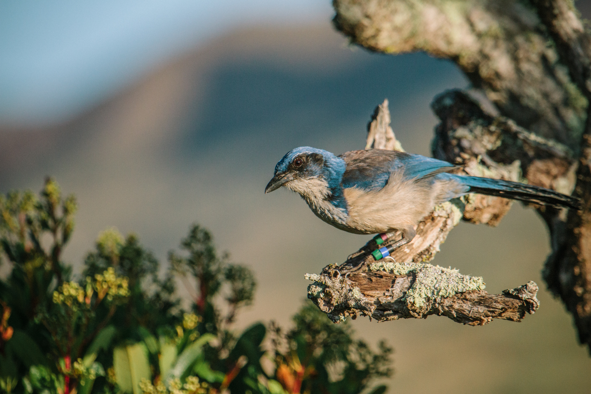 NCM 16006 Island Scrub Jays and Climate