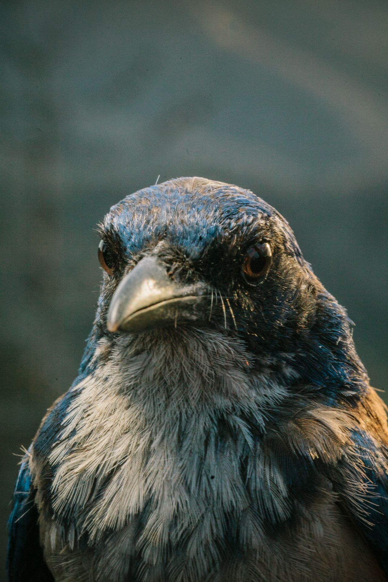 NCM 16006 Island Scrub Jays and Climate