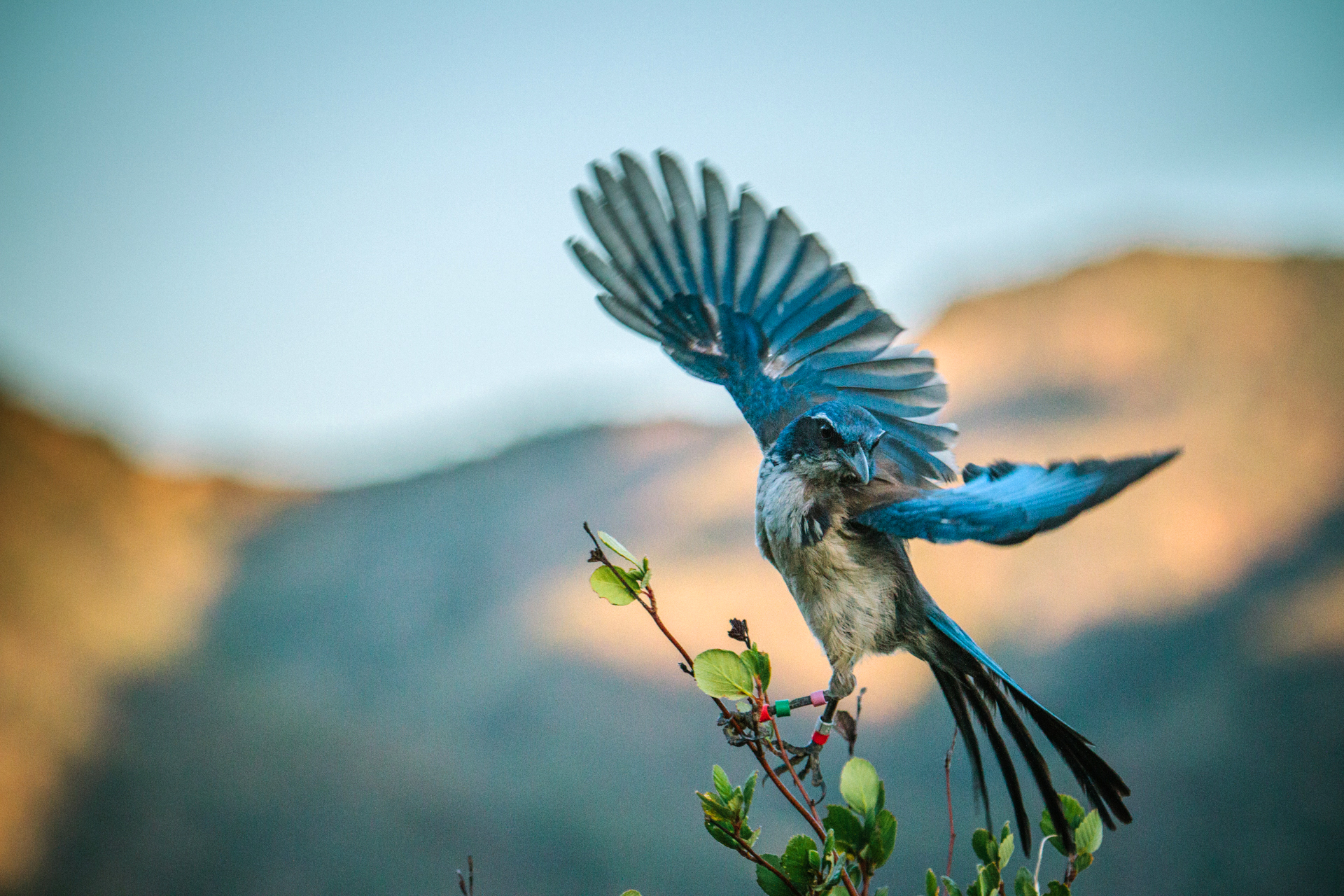 NCM 16006 Island Scrub Jays and Climate