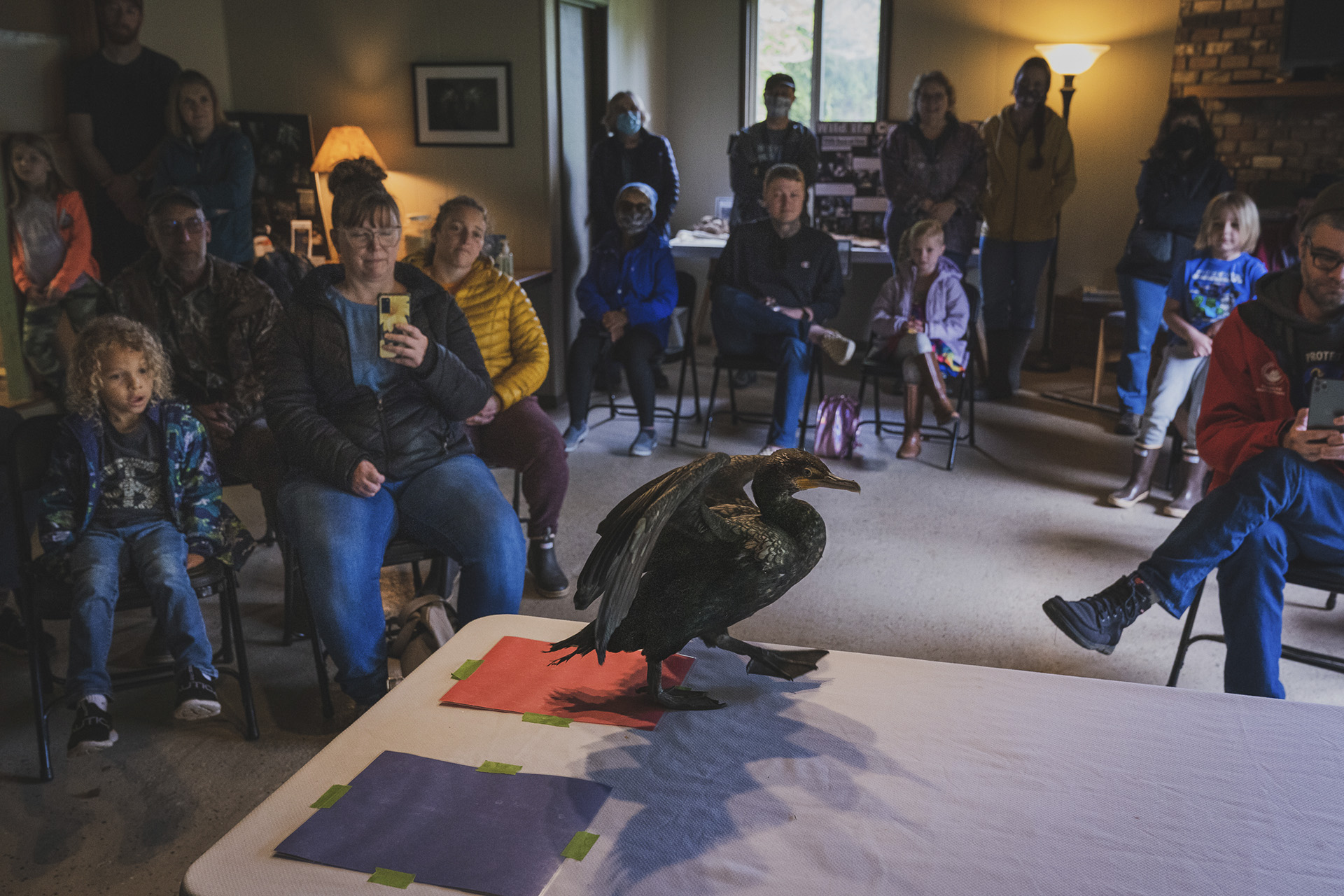MorganHeim_Cormorants-3591