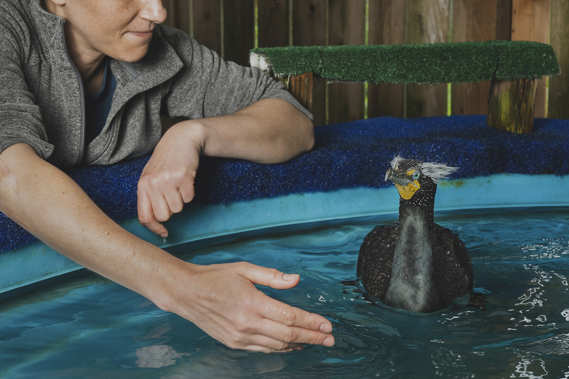 MorganHeim_Cormorants-8349