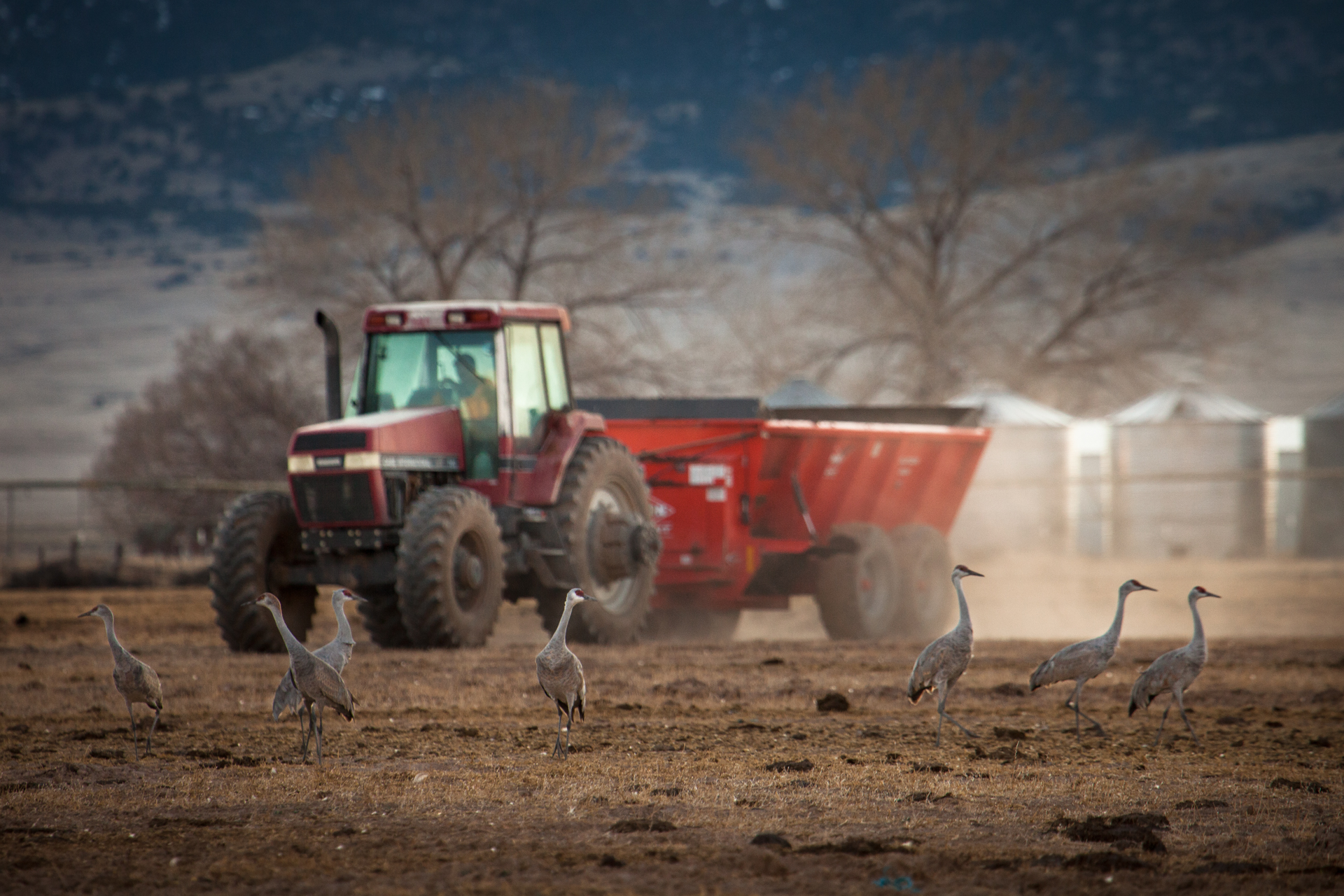 MorganHeim_Cranes2017-3887