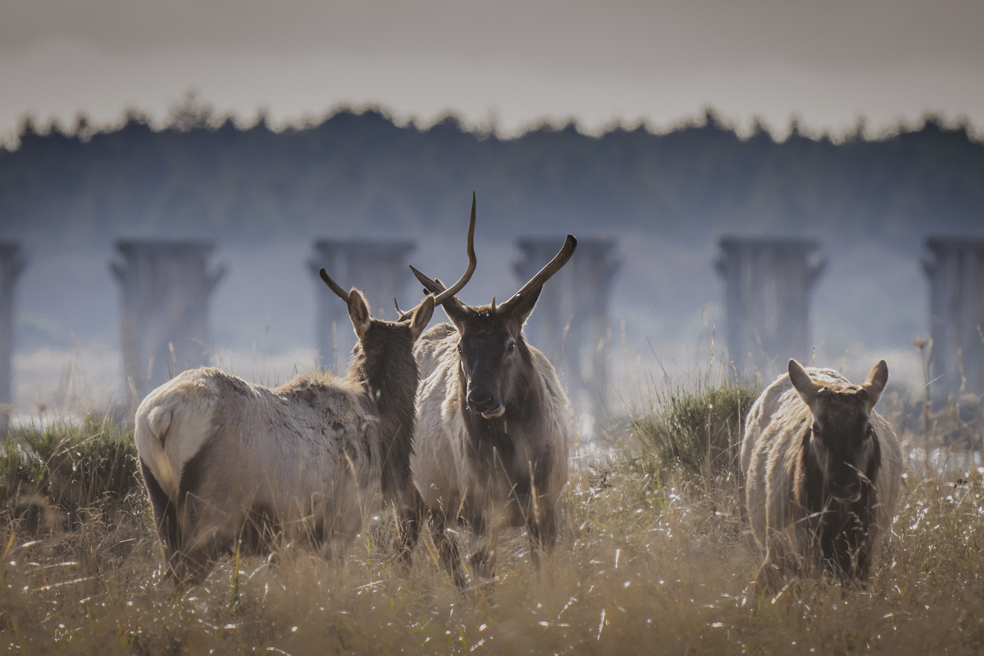 mheim_elk-1128