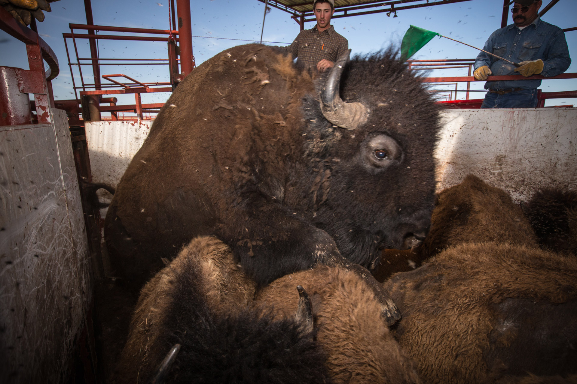 morgan-heim_bison_140509_1303