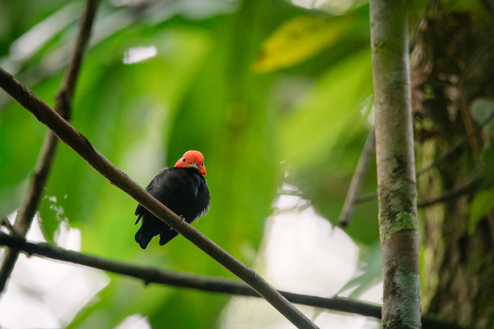 morgan_heim_BirdsofColombia-1371
