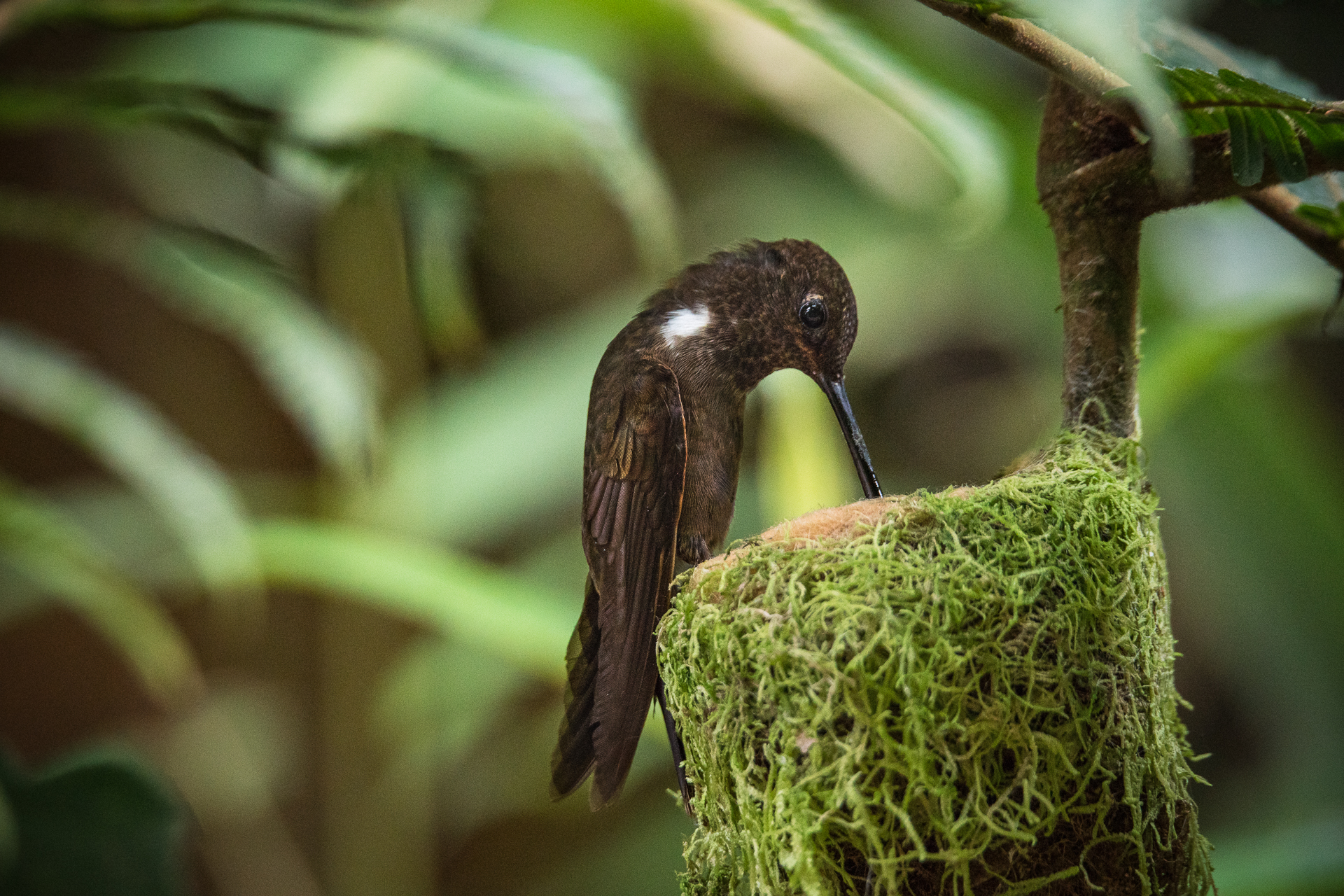 morgan_heim_BirdsofColombia-5785