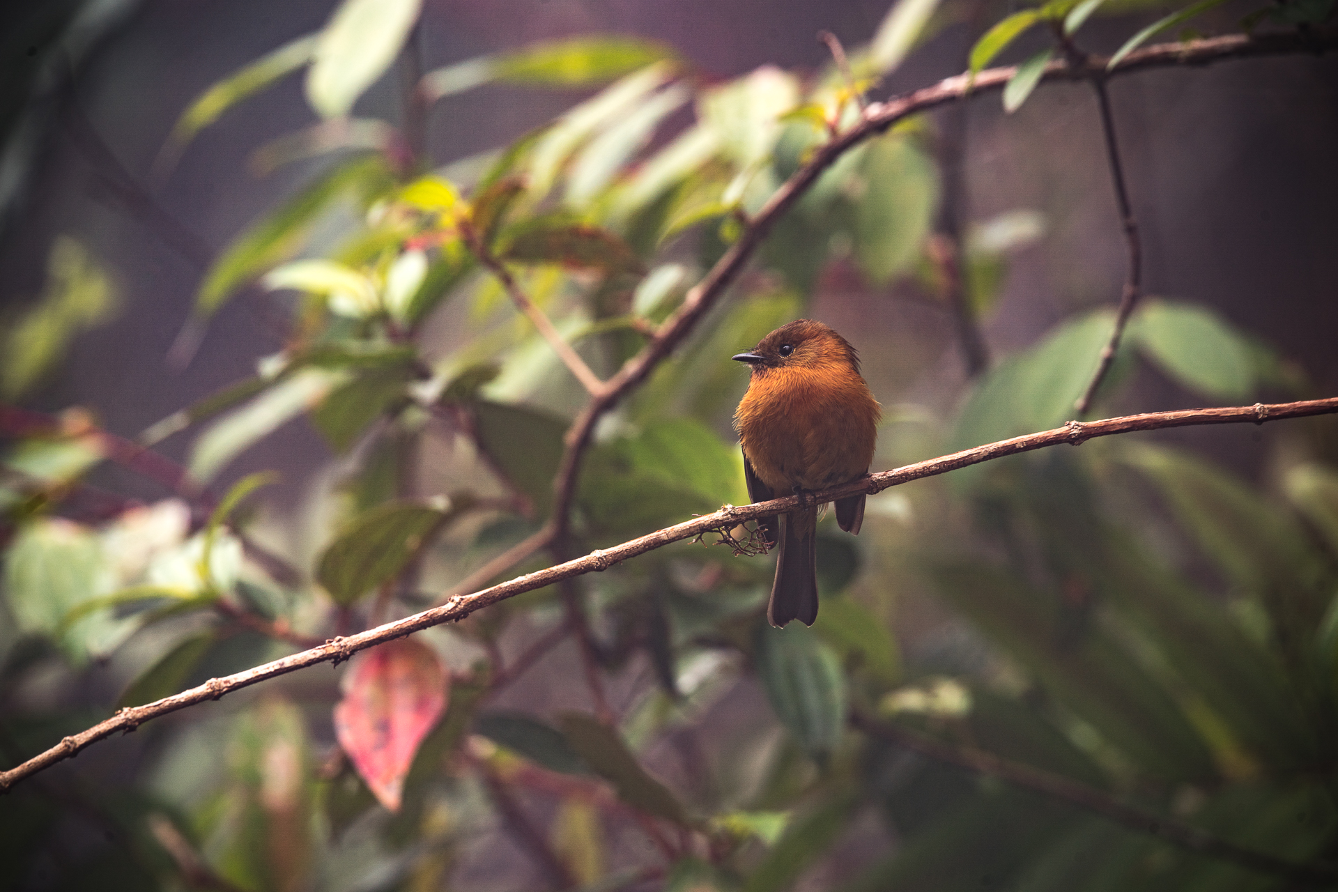morgan_heim_BirdsofColombia-6029