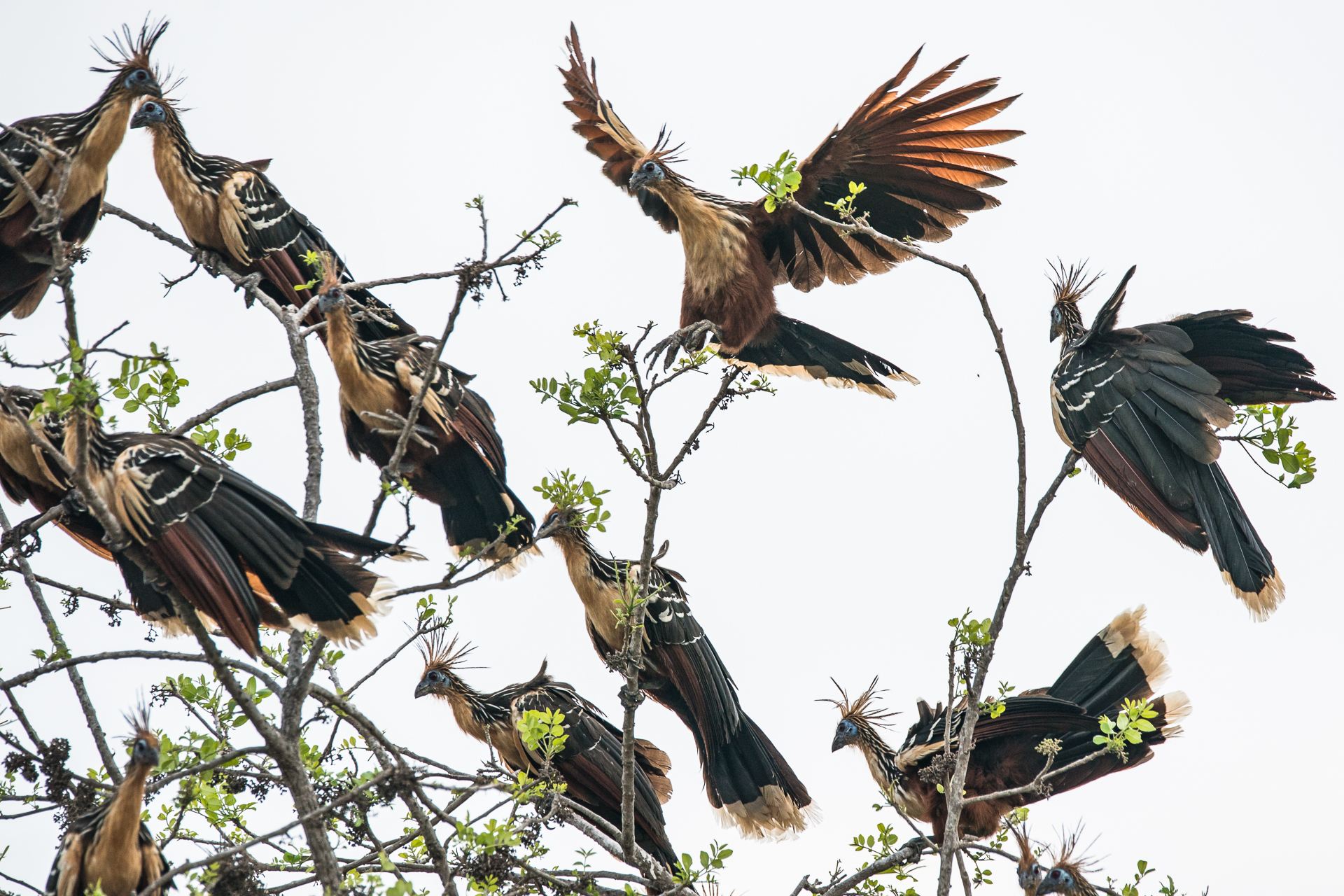 morgan_heim_BirdsofColombia-6723