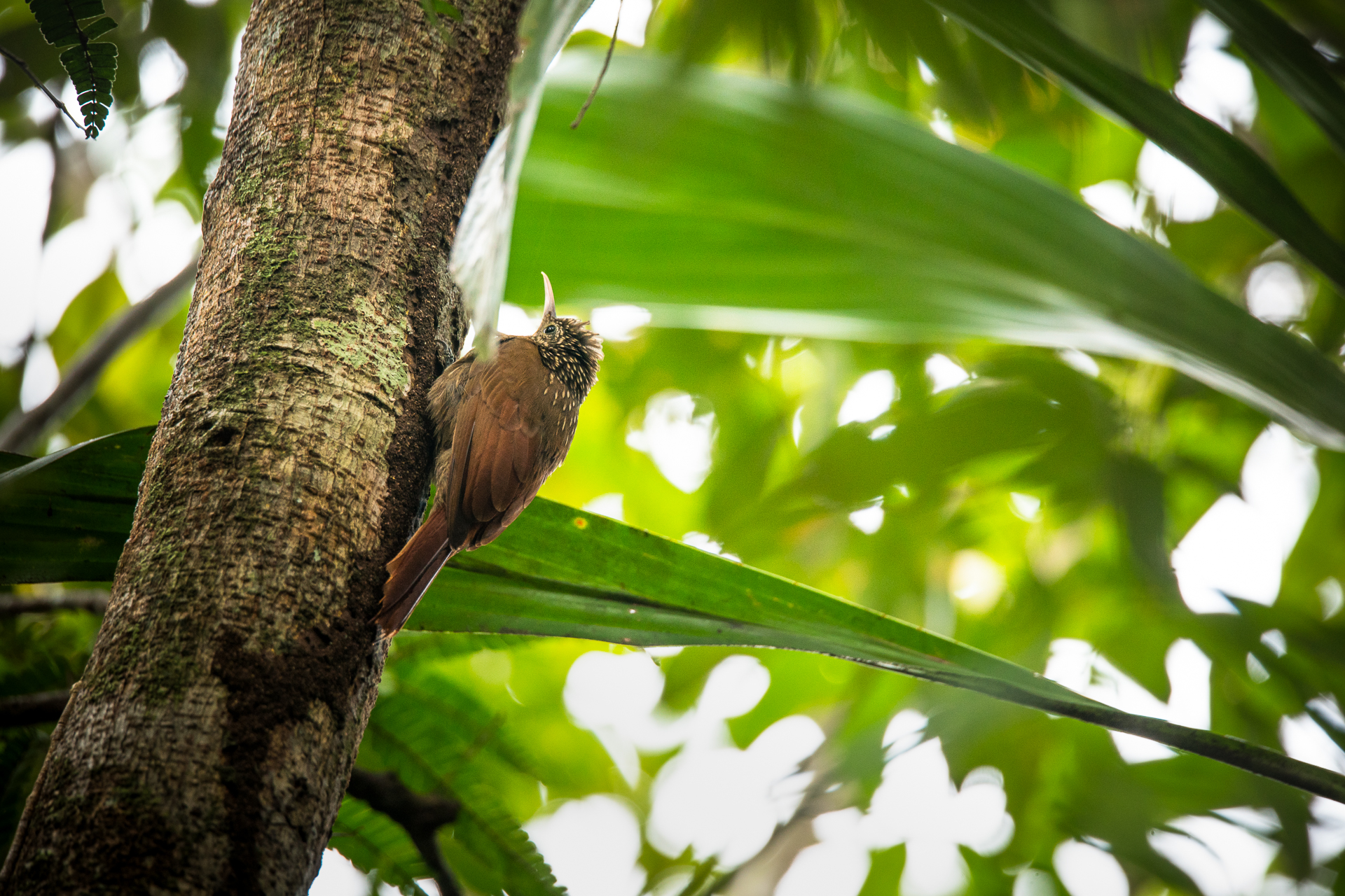 morgan_heim_BirdsofColombia-7330