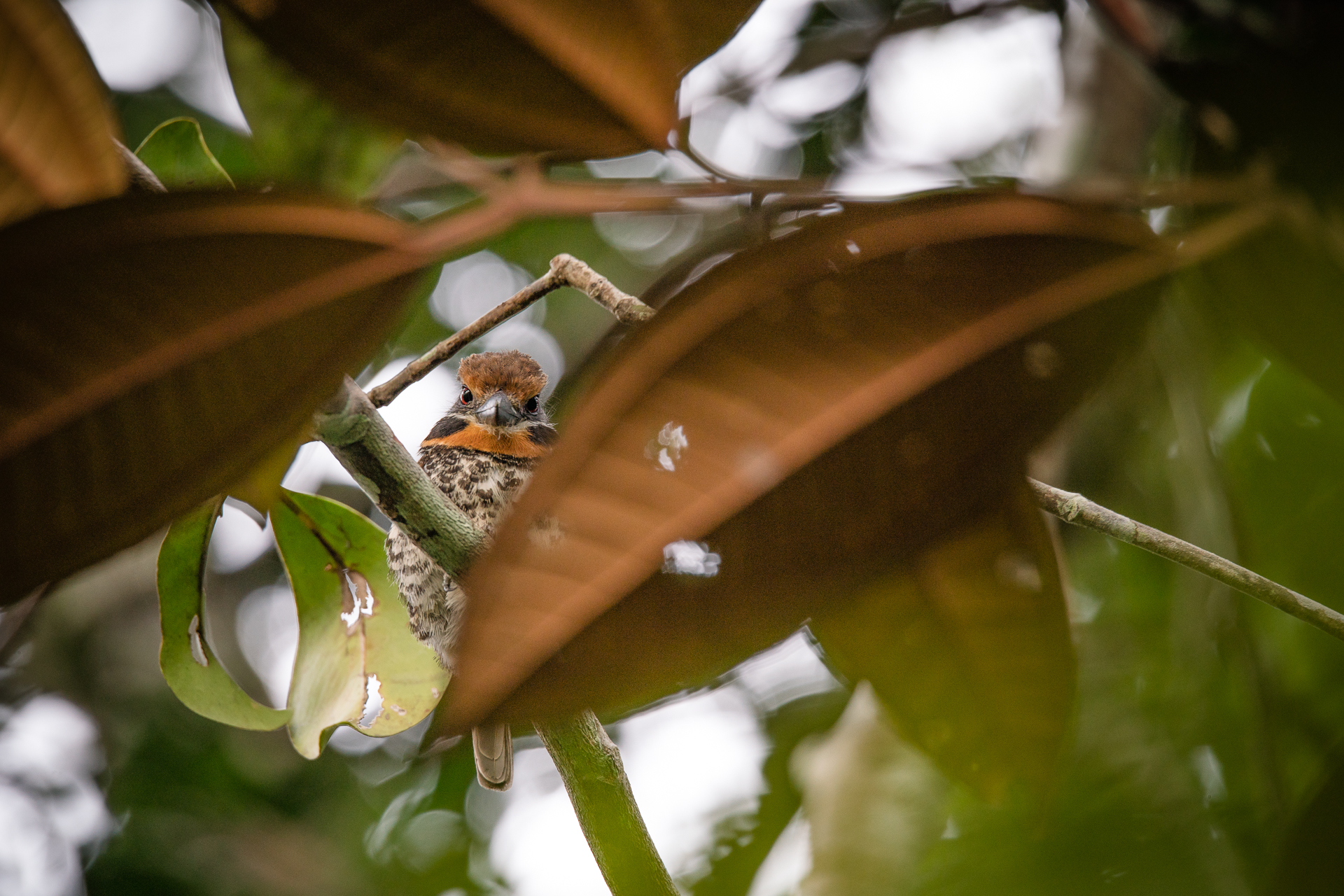 morgan_heim_BirdsofColombia-7372