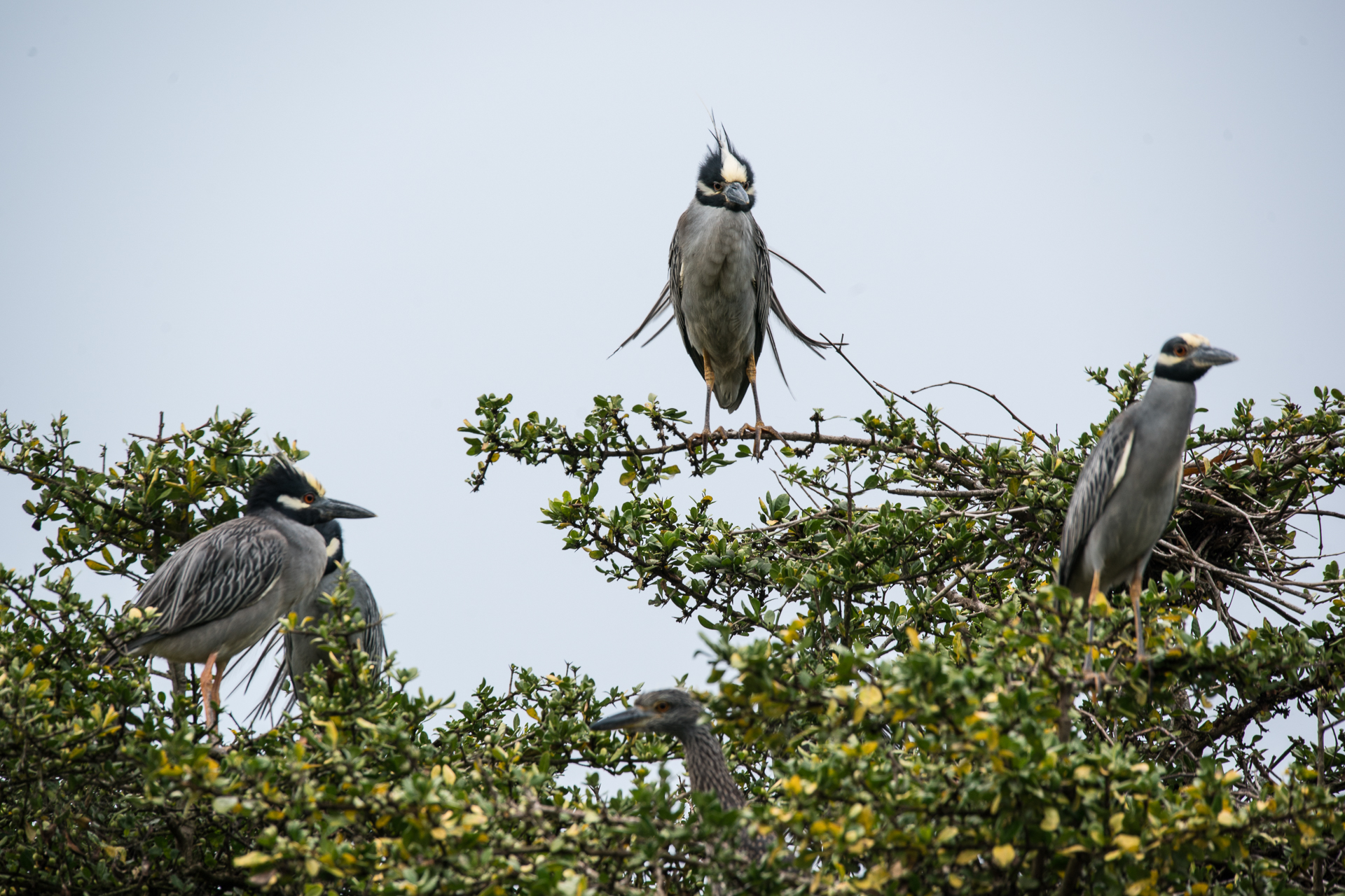 morgan_heim_BirdsofColombia-9144
