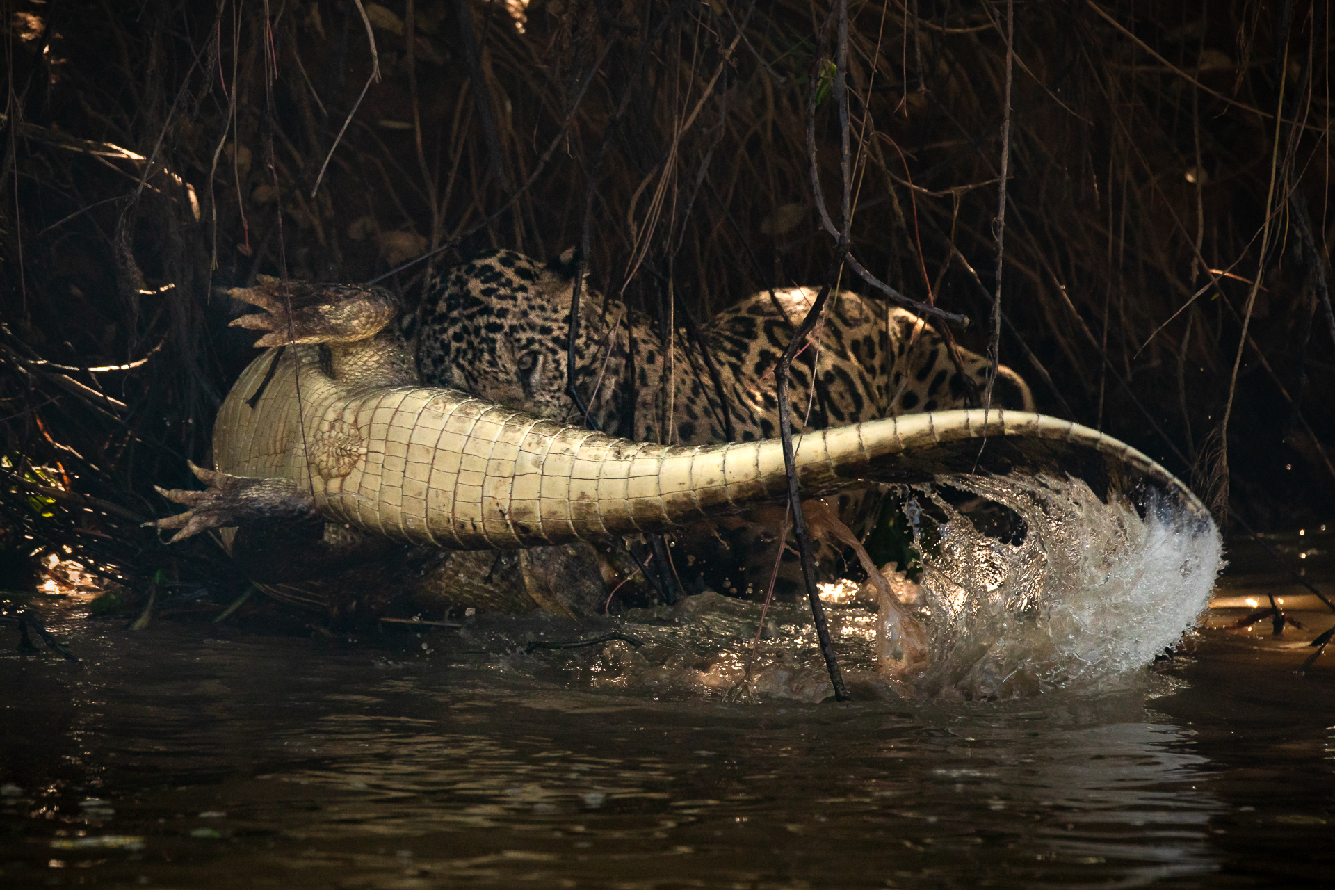 morgan_heim_Pantanal-6900