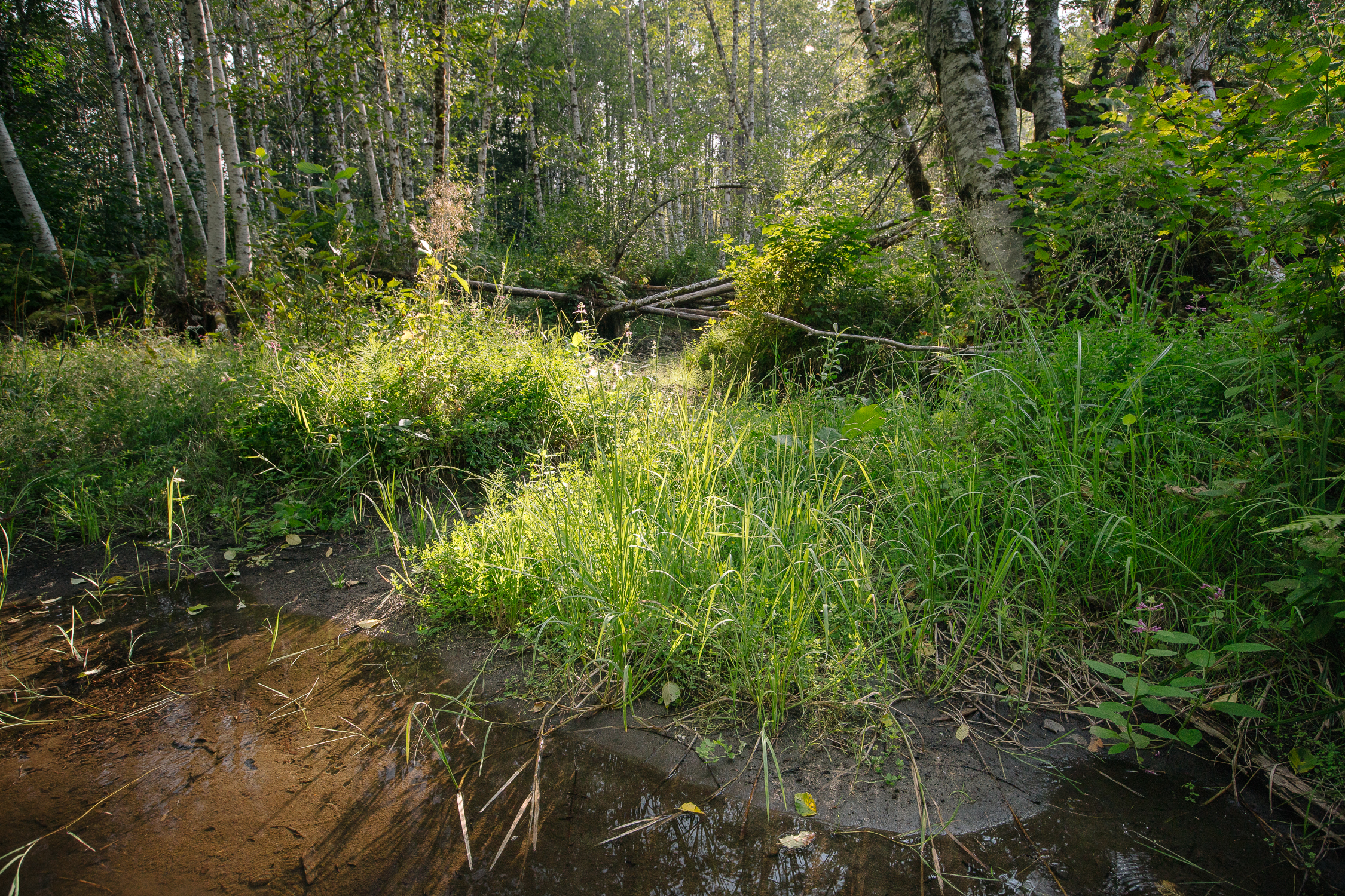 morgan_heim_beaverrestoration-9200