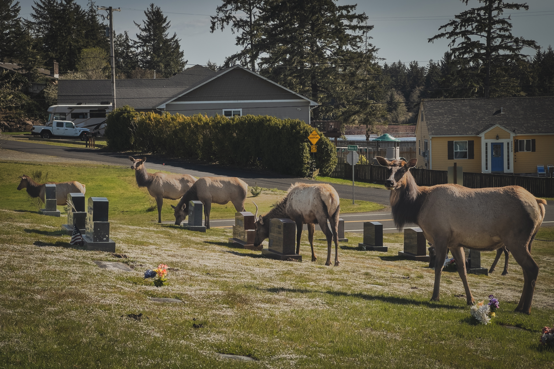 morganheim_elktown-3694b