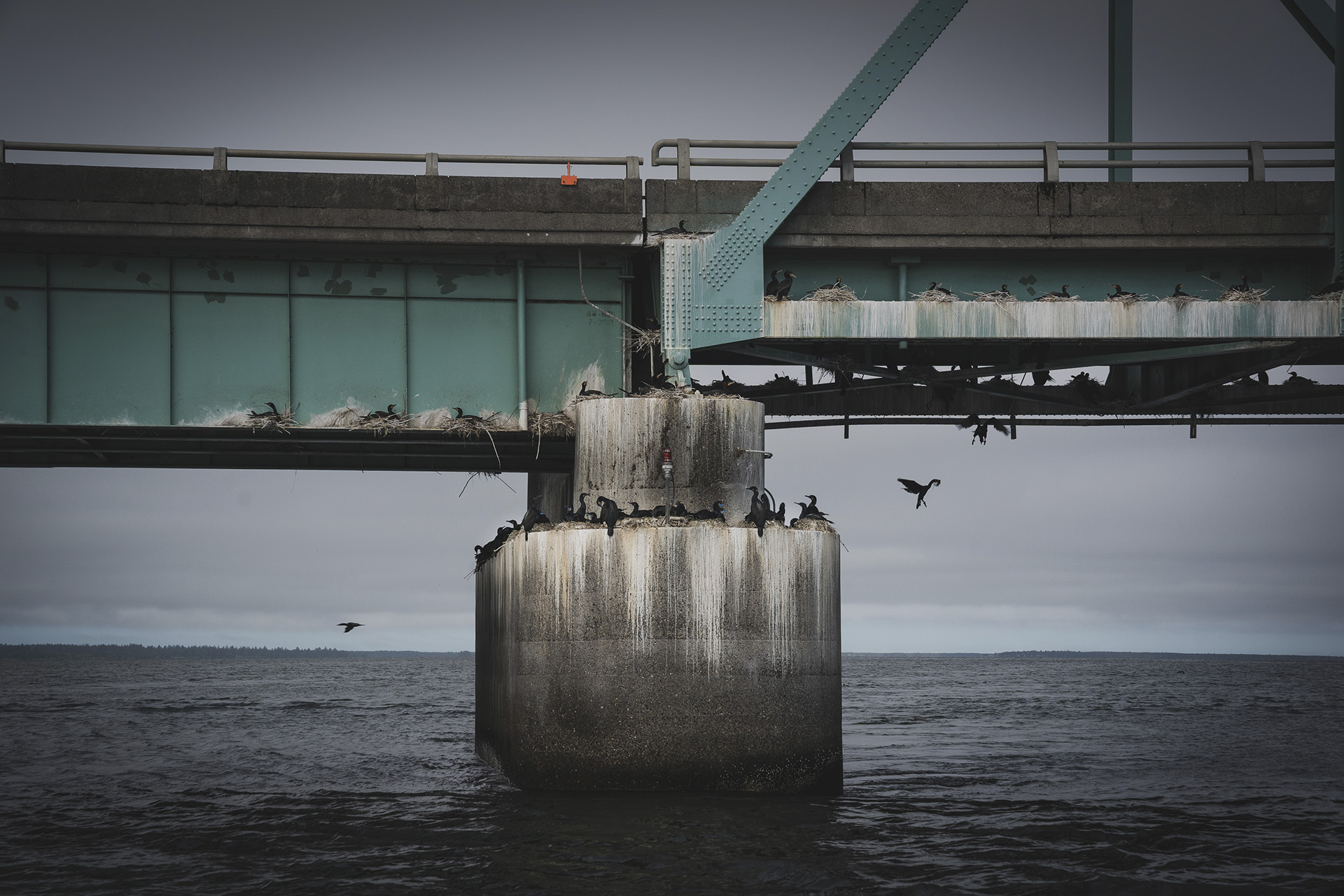 morganheim_flightofthecormorant-9129