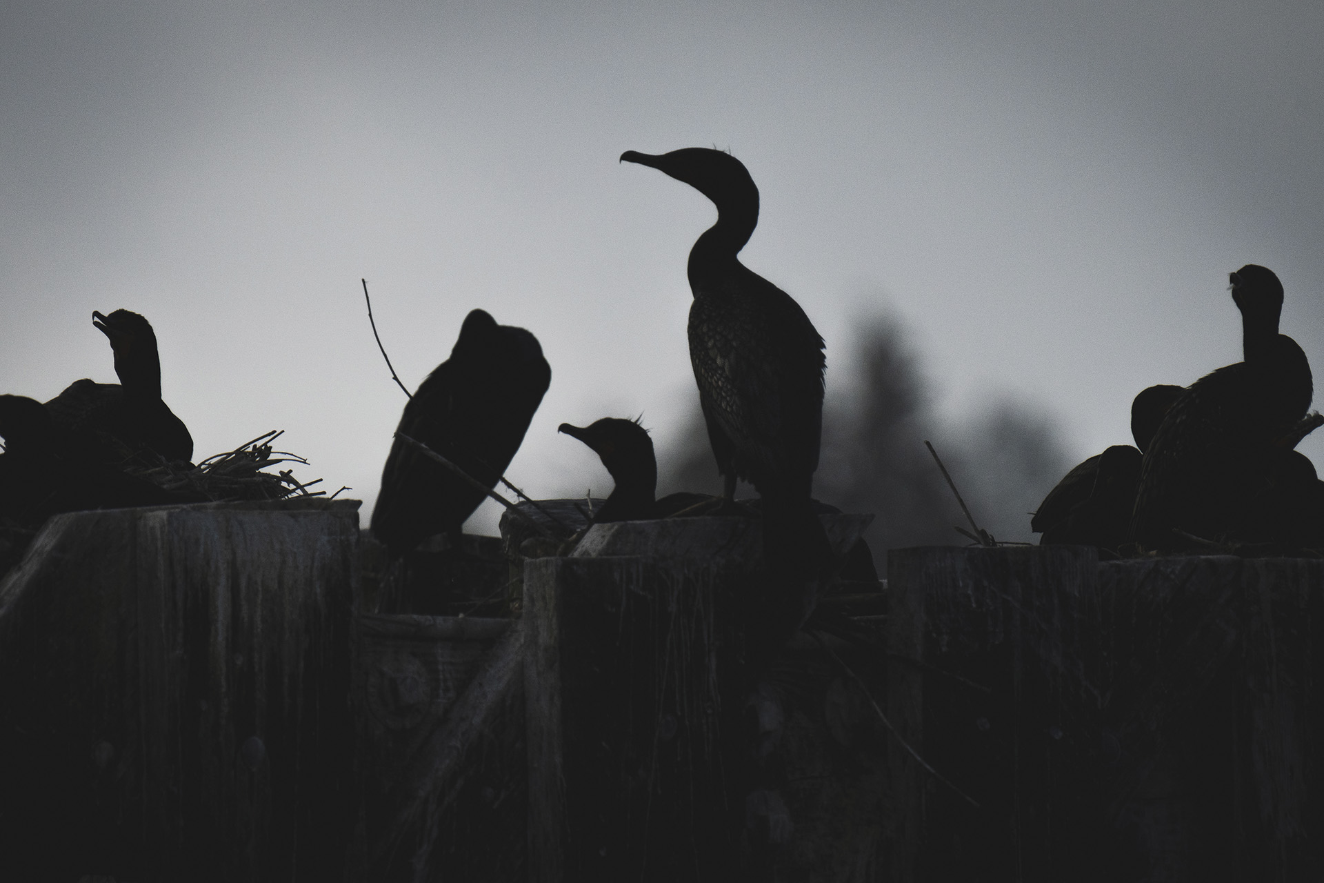 morganheim_flightofthecormorant-9269