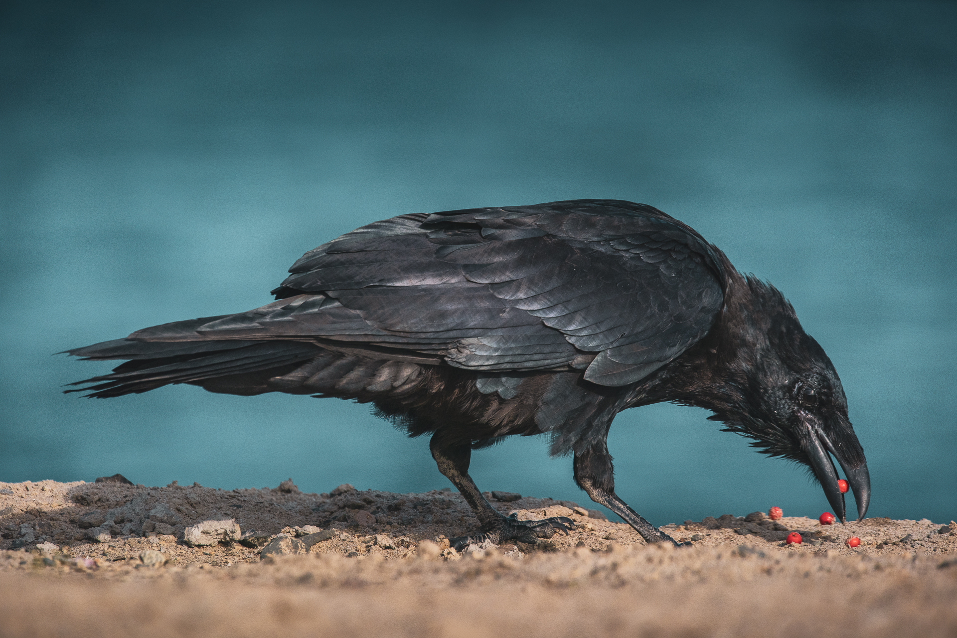 morganheim_haidagwaii-4561