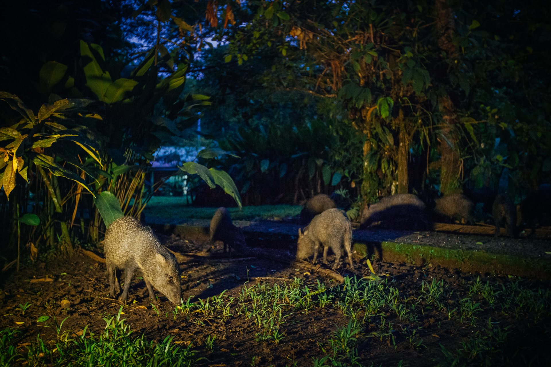 morganheim_laselvasummer2015-3184